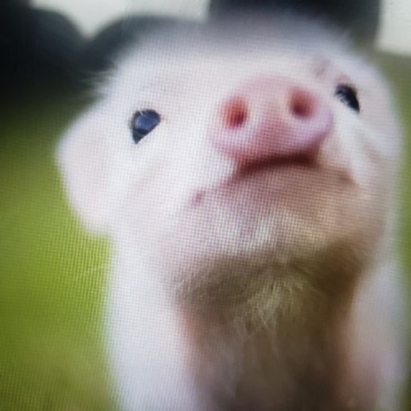 piggy_little